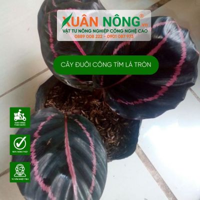 Cách trồng cây đuôi công tím lá tròn - Calathea Roseopicta Dottie