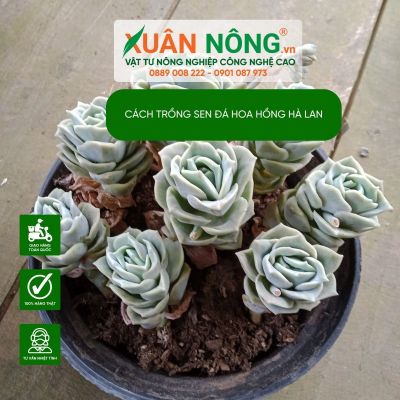 Cách trồng sen đá hoa hồng hà lan cho người mới bắt đầu