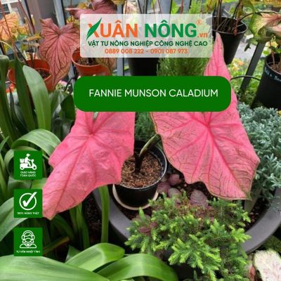 Cây Fannie Munson Caladium: Lựa chọn hoàn hảo cho các home office