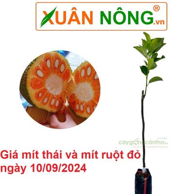 Giá mít thái và mít ruột đỏ hôm nay ngày 10/09/2024