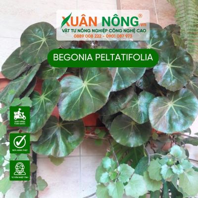 Begonia peltatifolia: Đặc điểm, cách trồng và chăm sóc