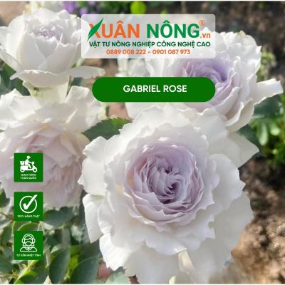 Hướng dẫn cách trồng và chăm sóc hoa Gabriel Rose đúng cách