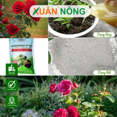 Cách sử dụng nấm trichoderma cho hoa hồng hiệu quả