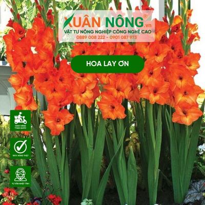 Cách trồng hoa lay ơn bằng củ đúng cách cho nhiều hoa