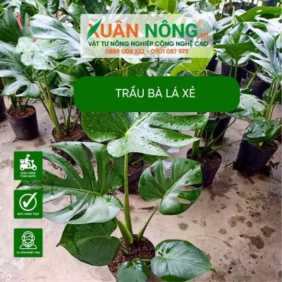 Trầu bà lá xẻ-siêu cây cảnh được giới đại gia săn lùng