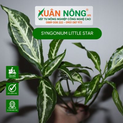 Syngonium Little Star: Đặc điểm, cách trồng và chăm sóc