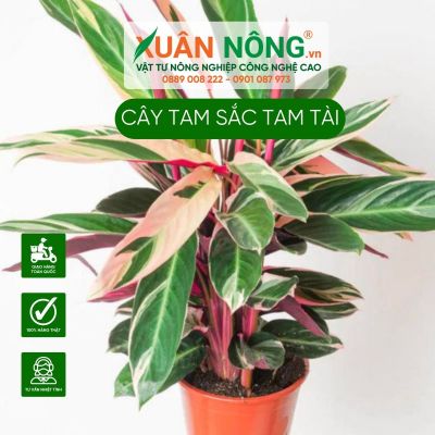 Cách trồng, chăm sóc cây Stromanthe sanguinea Triostar (Tam Sắc Tam Tài)