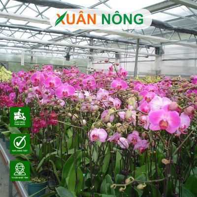 Chi phí làm nhà màng 1000m2 tại Đồng Tháp hiện nay