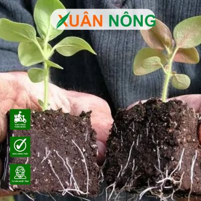 Nên tưới thuốc kích rễ gì cho cây mới trồng ?