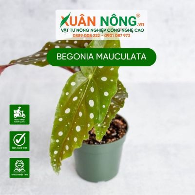 Begonia mauculata: Đặc điểm, cách trồng và chăm sóc