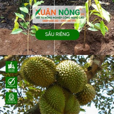 Kỹ thuật trồng và chăm sóc sầu riêng cho năng suất cao