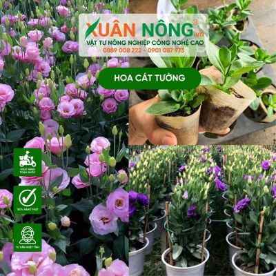 Cách trồng hoa cát tường trong chậu bằng cành đơn giản