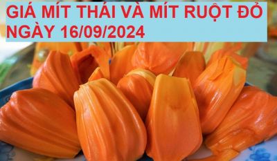 GIÁ MÍT THÁI VÀ MÍT RUỘT ĐỎ HÔM NAY NGÀY 16/09/2024