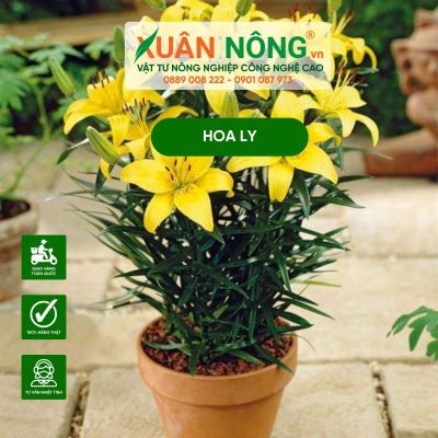 Hướng dẫn chi tiết cách trồng hoa ly bằng củ