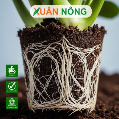 Cách tưới thuốc kích rễ cho cây mới trồng hiệu quả nhất