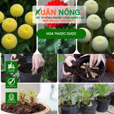 Hướng dẫn cách trồng hoa thược dược bằng củ