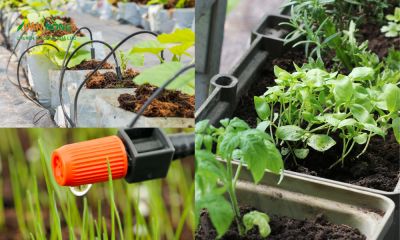 Cách lắp đặt hệ thống tưới nhỏ giọt cho vườn rau