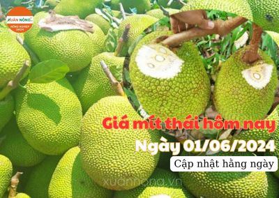 Giá mít thái hôm nay ngày 01/06/2024