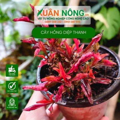 Cách trồng Cây Photinia Little Fenna (Hồng Diệp Thanh) hiệu quả