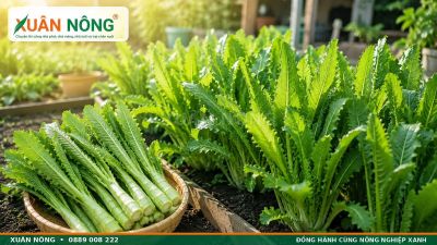 Ng&ograve; Gai: Đặc Điểm, C&ocirc;ng Dụng V&agrave; C&aacute;ch Trồng Xanh Tốt