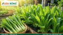 Ng&ograve; Gai: Đặc Điểm, C&ocirc;ng Dụng V&agrave; C&aacute;ch Trồng Xanh Tốt