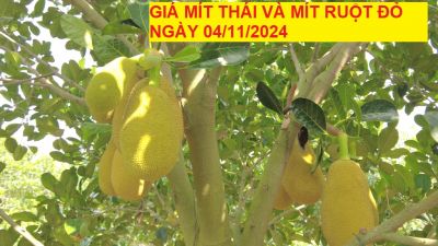 GIÁ MÍT THÁI VÀ MÍT RUỘT ĐỎ HÔM NAY NGÀY 04/12/2024