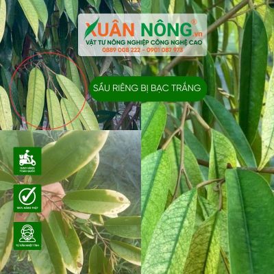 Nguyên nhân và cách xử lý lá sầu riêng bạc trắng