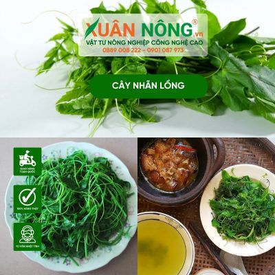 Công dụng và cách sử dụng cây nhãn lồng đúng cách