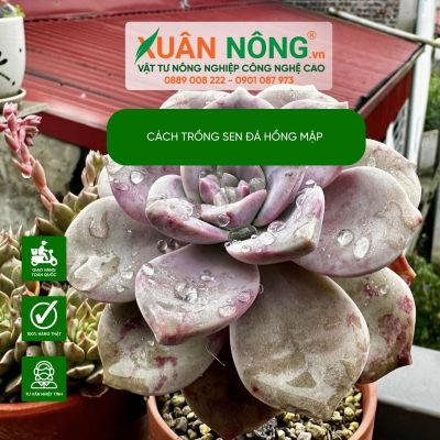 Hướng dẫn cách trồng sen đá hồng mập nhanh lên màu