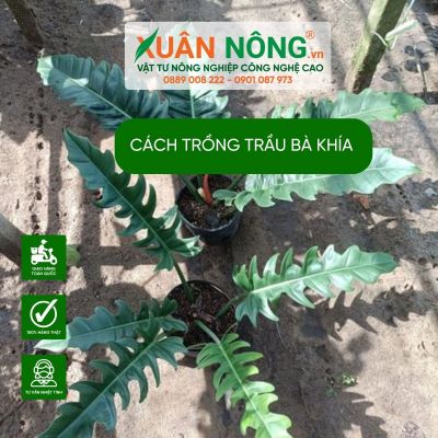 Hướng dẫn cách trồng và chăm sóc trầu bà khía