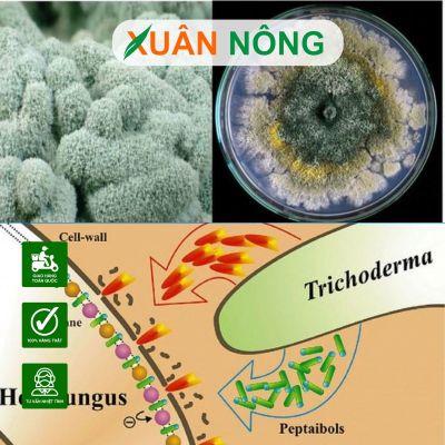 Nấm Trichoderma là gì? Thành phần, công dụng và cách dùng
