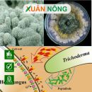 Nấm Trichoderma là gì? Thành phần, công dụng và cách dùng
