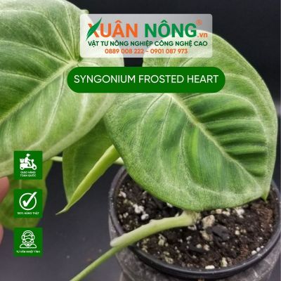 Syngonium Frosted Heart: Đặc điểm, cách trồng và chăm sóc