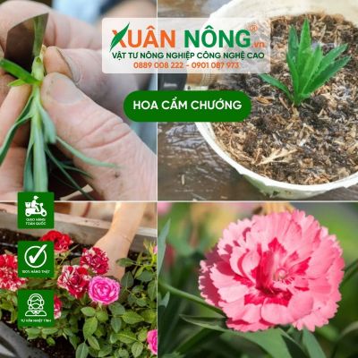 Hoa cẩm chướng: Ý nghĩa, cách trồng và chăm sóc