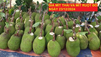 GIÁ MÍT THÁI VÀ MÍT RUỘT ĐỎ HÔM NAY NGÀY 23/12/2024