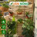 Làm sao để trồng cây tại nhà luôn xanh tốt quanh năm?
