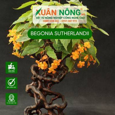 Begonia sutherlandii: Đặc điểm, cách trồng và chăm sóc