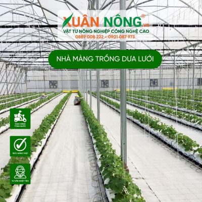 Có nên đầu tư nhà màng trồng dưa lưới không?