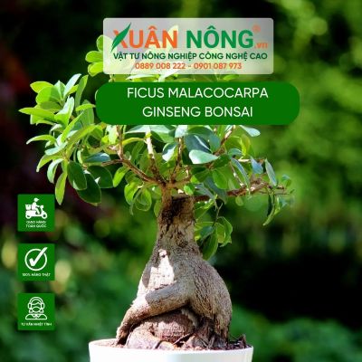 Cách trồng và chăm sóc cây Ficus malacocarpa Ginseng Bonsai