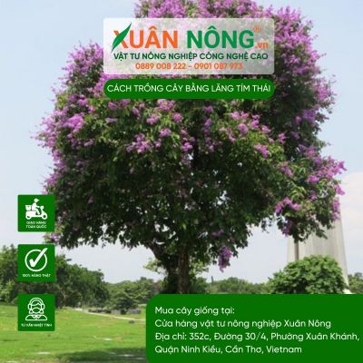 Hướng dẫn trồng và chăm sóc cây Bằng Lăng Tím Thái
