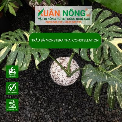 Cách trồng trầu bà lá xẻ Monstera Thai constellation tươi tốt