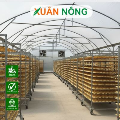 Nhà kính phơi chuối tại Long An và những lưu ý