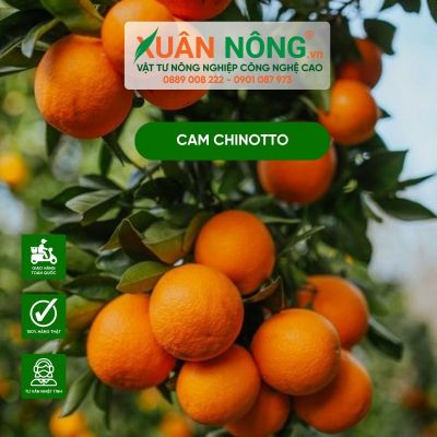 Cách trồng Cam Chinotto trồng trong chậu trĩu quả