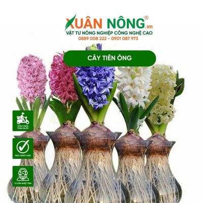 Cách trồng hoa tiên ông thủy canh đơn giản tại nhà