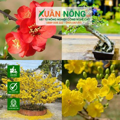 Top 7 giống mai phổ biến, được ưa chuộng nhất hiện nay