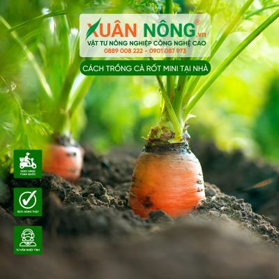 Cà rốt mini: Cách trồng siêu đơn giản tại nhà