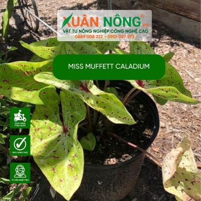 Miss Muffett Caladium: Đặc điểm, cách trồng và chăm sóc