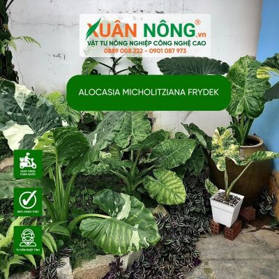 Cách trồng và chăm sóc cây Alocasia micholitziana Frydek chi tiết