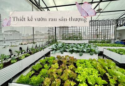 Thiết kế vườn rau trên sân thượng phù hợp với mọi không gian