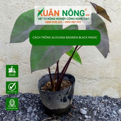 Cách trồng Alocasia baginda Black Magic-bí quyết cho lá đen huyền bí